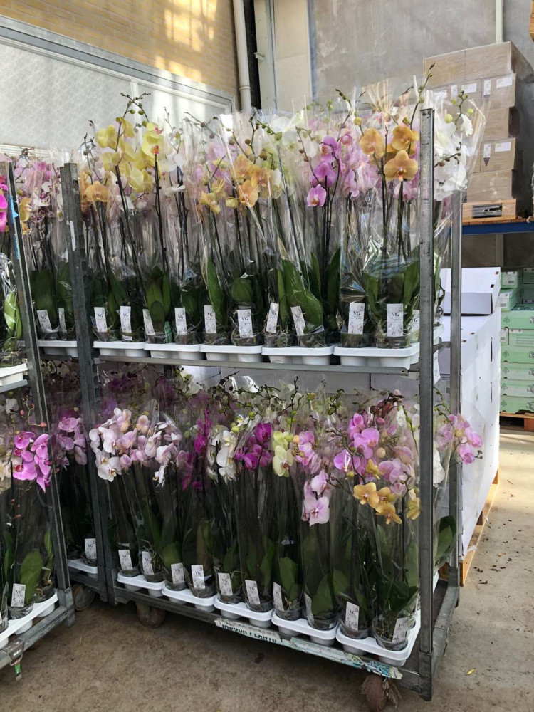 Phal 2-tak Yellow VG 12/45-55cm
