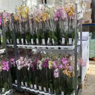 Phal 2-tak Yellow VG 12/45-55cm - IMG-cfd65e4474f84e6f24e4061ce126ed9e-V