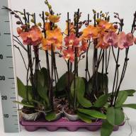 Phal 2-tak Yellow VG 12/45-55cm - IMG-20231024-WA0003