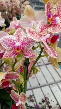 Phal A2 4-tak Pikachu 12/45