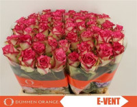 Rose E-vent 60 sm