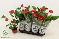 Anthurium Success Red 12/40