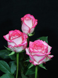 Rose Fluence 50 sm