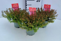 Erica Carnea lena 509/17