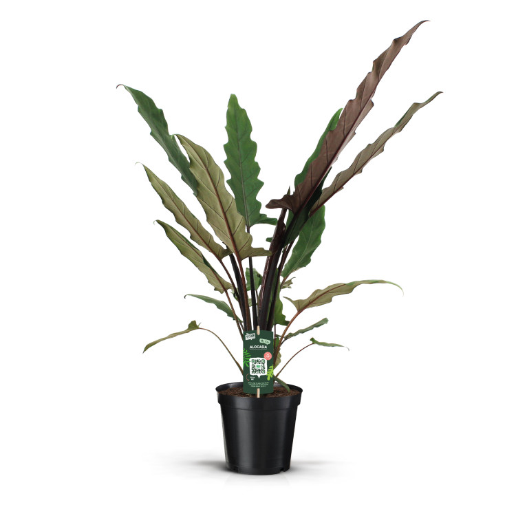 Alocasia Lauterbachiana 17/75