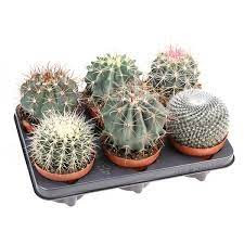 Cactus Bol Mix (ca12007) 12/15