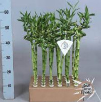 Dracaena Lucky Bamboo 60 см