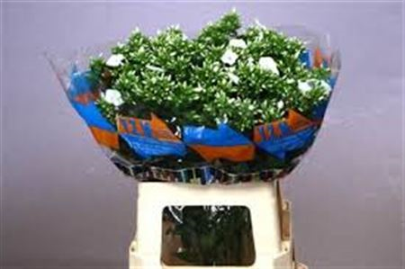 Phlox P Whitecap
