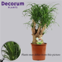 Beaucarnea Vertakt 24 Cm (decorum)