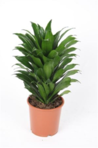Dracaena Frag Compacta Kop (grower)