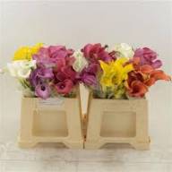 Zanted Z Mix 50 sm Holland - Zanted Z Mix