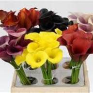 Zanted Z Mix 50 sm Holland - 1