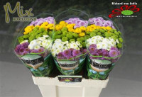 Chr Santini Pompon Mix X25