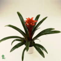 Guzmania Tutti Frutti