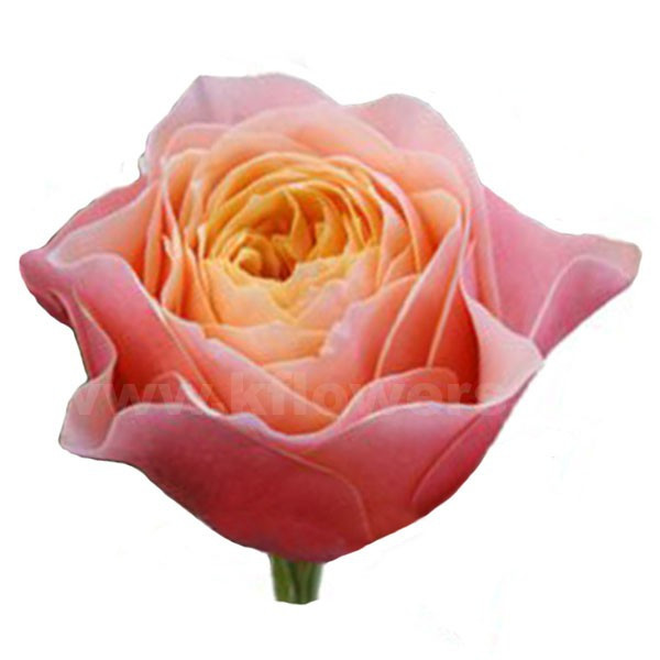 Rose Vuvuzela 60 sm