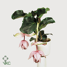 Medinilla Magnifica 3+