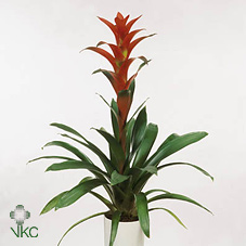 Guzmania Red 13/60