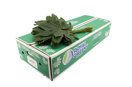 Aralia Costa Rica Extra