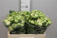Rose Blanchette 60 sm
