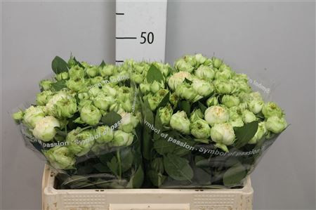 Rose Blanchette 60 sm