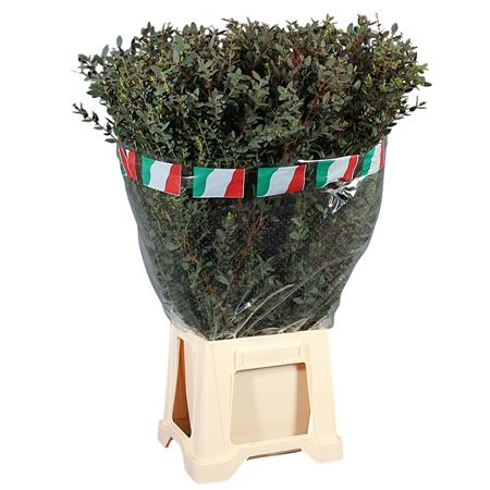 Parvifolia Albenga Large