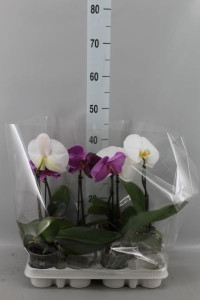 Phal A2 Singolo Hida Opti 9/40