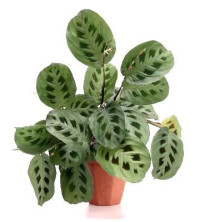 Maranta Kerchoveana 12/30