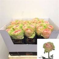 Rose Good Time 60 sm - rose-gravity-pink-wholesale-3