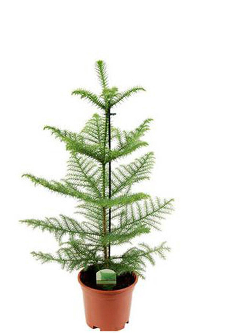 Araucaria Ov 13/50