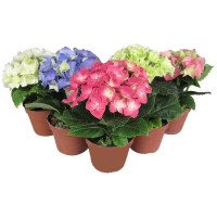 Hydrangea Macr Roze 13/35