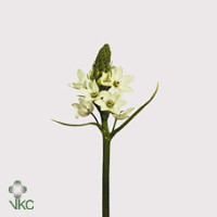 Ornithogalum Thyrsoides X10
