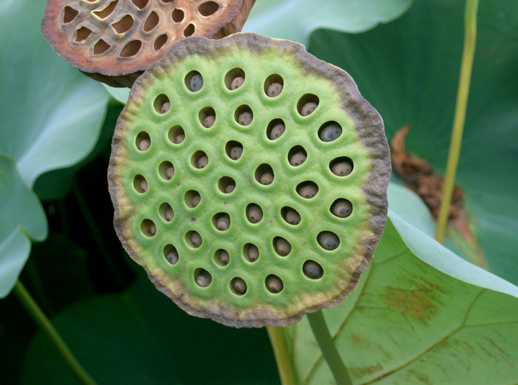 Nelumbo Nucifera (лотос)