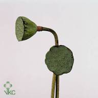 Nelumbo Nucifera (лотос) - A16509_H_1