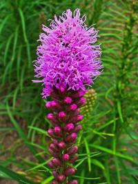 Liatris Callilepis