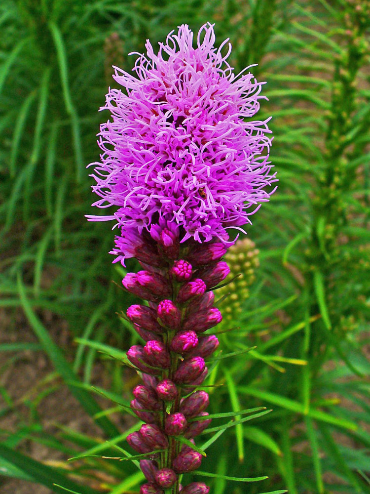 Liatris Callilepis