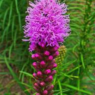 Liatris Callilepis - Liatris_spicata_003