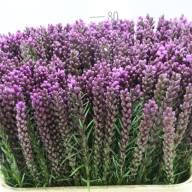 Liatris Callilepis - A2306_H_2