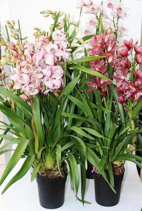 1-tak Cymbidium Ice Dance 12/50