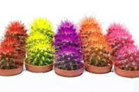 Echinocactus Rainbow Mix  (9030) 12/17
