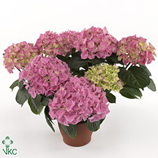 Hydrangea Early Rosa 14/35