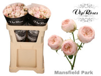 Spray Mansfield Park 50 sm X5