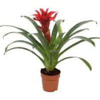 Guzmania Denise 12/40