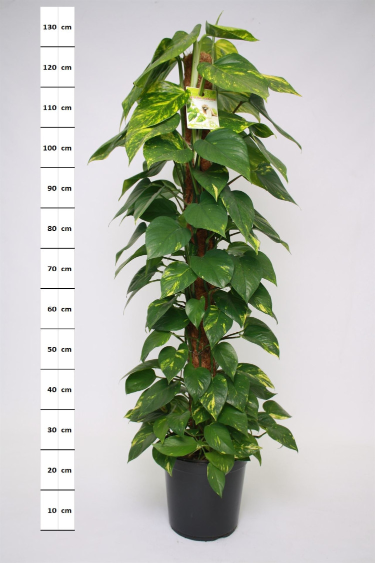 Epipremnum Pinnatum 12/20
