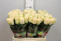 Rose Charmant 60 sm