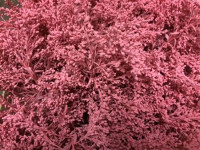 Solidago Pink 80 sm