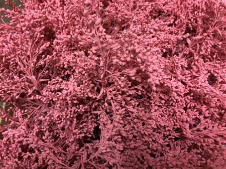 Solidago Pink 80 sm