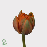 Tulp Du Orange Princes Holland