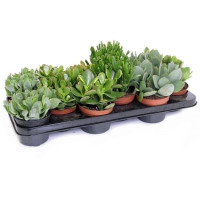 Crassula Mix 505/10