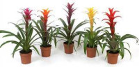 Arr Bromelia 12/45