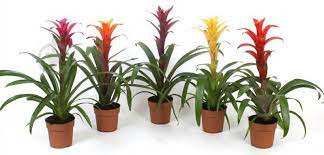 Arr Bromelia 12/45